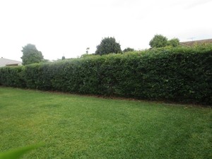 Grassbusters Mowing & Garden Care Pic 3 - Hedge after a tidy up