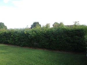 Grassbusters Mowing & Garden Care Pic 2 - Hedge before a tidy up