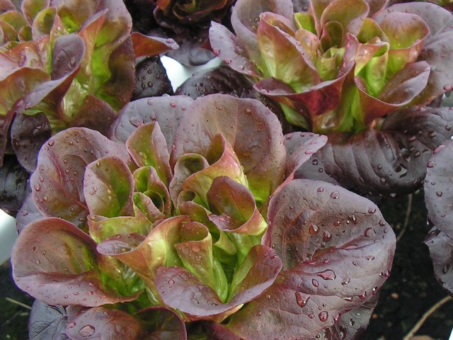 Cyber-hydroponics Pic 1 - produce grown using custom nutrient formulation gatton qld