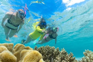 Ocean Safari Pic 5 - Ocean Safari Great Barrier Reef