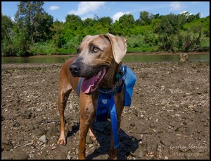 Larrisa Sherlock Photography Pic 3 - Latte enjoying her trip to the river petphotography rhodesianridgeback