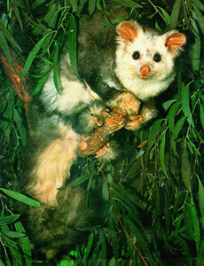 Eco-Adventure Tours Pic 5 - Greater Glider