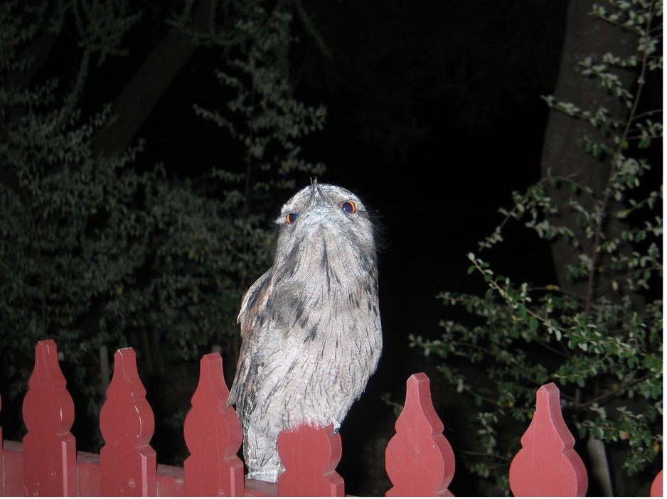 Eco-Adventure Tours Pic 1 - Tawny Frogmouth Nightjar