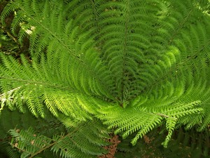 Eco-Adventure Tours Pic 3 - Tree fern