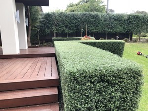 Trim & Tidy Home & Garden Maintenance Pic 5