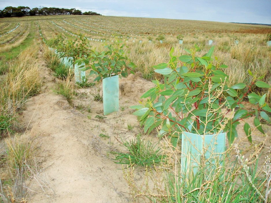 Natural State Pic 1 - Landscape scale to smallholder revegetation planning and implementation services