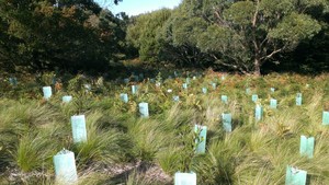 Natural State Pic 3 - Natural area ecological restoration