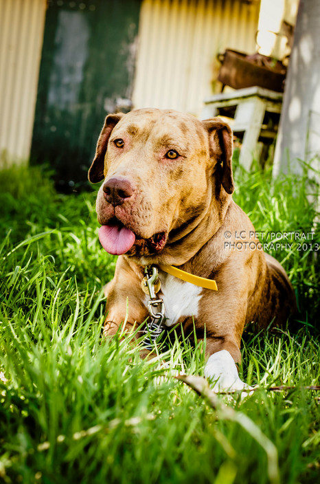 LC Pet & Portrait Photography Pic 1