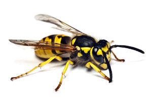 Wasp Pest Control Pic 2 - wasp removal perth