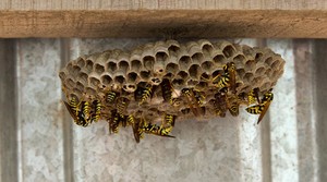 Wasp Pest Control Pic 3 - wasp nest removal