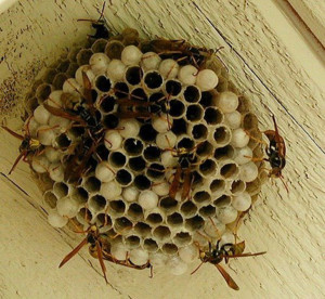 Wasp Pest Control Pic 4 - wasp nest removal perth