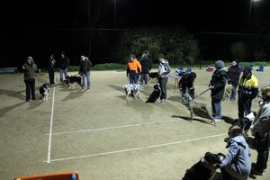 Alfoxton Dog Centre Pic 3 - Floodlight Arena