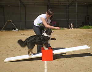 Alfoxton Dog Centre Pic 2 - Introduction to agility