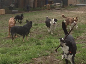 Alfoxton Dog Centre Pic 5 - Open paddocks for Boarding Dogs