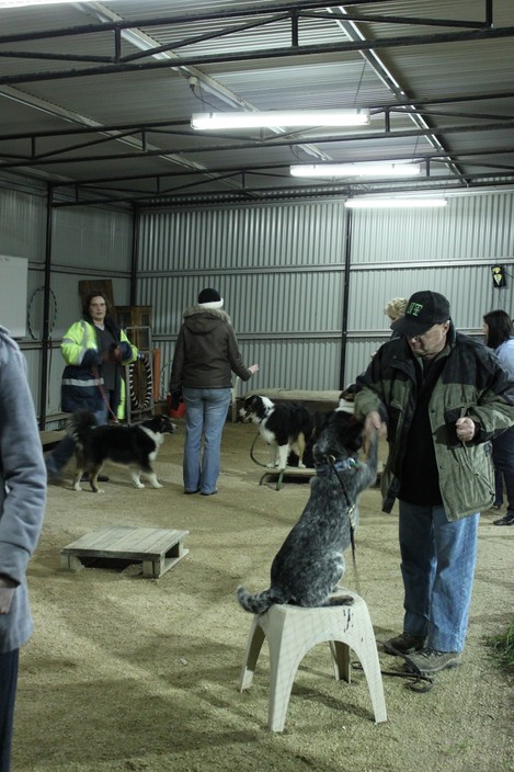 Alfoxton Dog Centre Pic 1 - Training in All weather