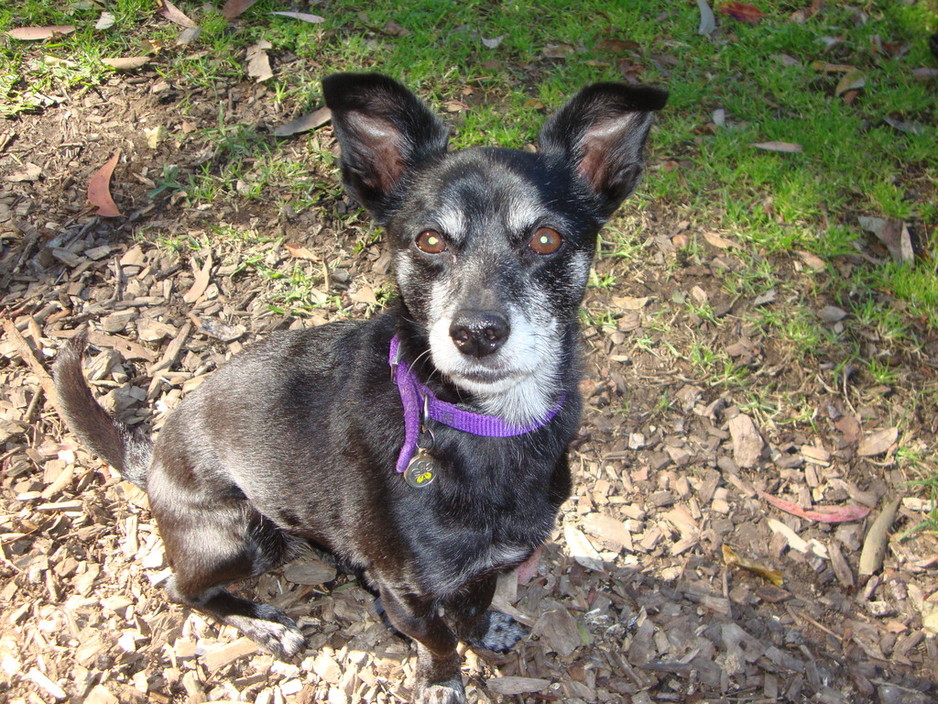 Look Who's Walking! Dog Walking Agency Pic 1