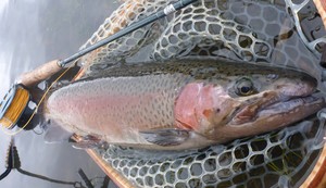 Troutlore Pic 4 - Winter rainbow trout