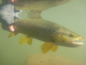 Troutlore Pic 5 - Brown trout release