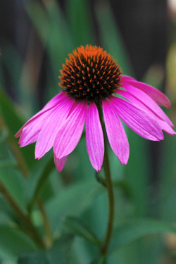 Mullumbimby Herbals Pic 1 - Echinacea from our herb garden