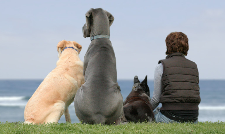 A Personal Dog Trainer Pic 1 - Creating a happier lifestyle for people and their dogs