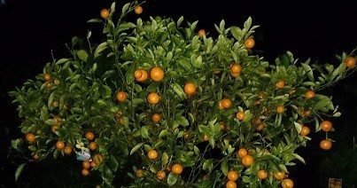 Old Farm Nursery Pic 1 - Calamondin also known as Calamansi as Asian favourite