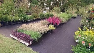 Old Farm Nursery Pic 4 - Colourful range of plants at Old Farm Nursery