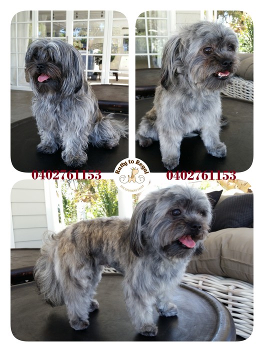 Ratty to Regal Dog Grooming Salon Pic 1 - Full Groom Service