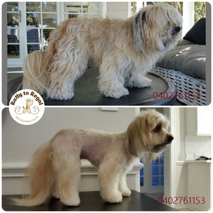 Ratty to Regal Dog Grooming Salon Pic 2 - Full Groom Service