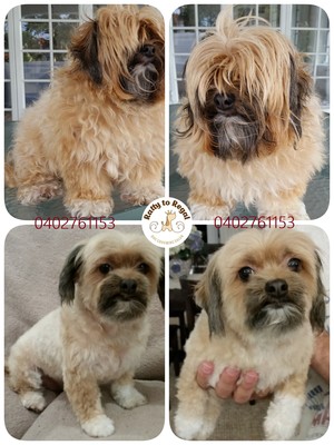 Ratty to Regal Dog Grooming Salon Pic 3 - Full Groom Service