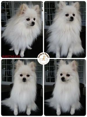 Ratty to Regal Dog Grooming Salon Pic 4 - Bath and Blow Dry Service