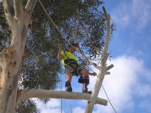 Rapid Tree Services Pic 2