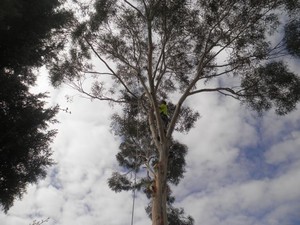 Rapid Tree Services Pic 3