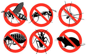 Maitland Kill a Pest Pic 2 - Maitland Pest Control services