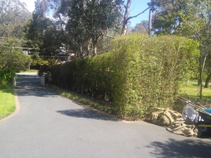 Pierre The Gardener Pic 5 - Hedging after in Eltham