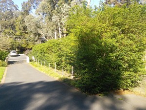 Pierre The Gardener Pic 4 - Hedging before in Eltham