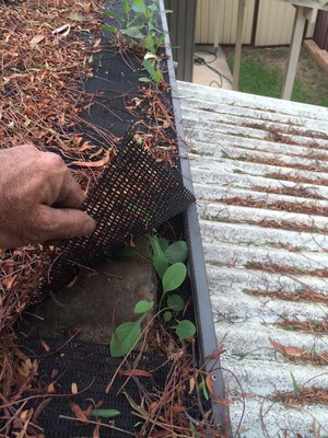 Green Leaf Gutter Cleaning Pic 5