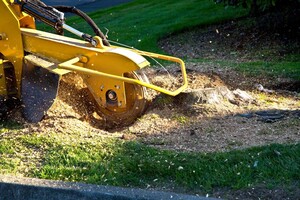 Tree pruning services at robertmanktreecare Pic 2