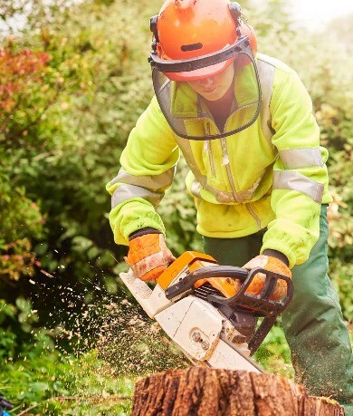 Tree pruning services at robertmanktreecare Pic 1