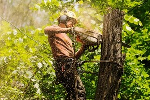 Tree pruning services at robertmanktreecare Pic 3