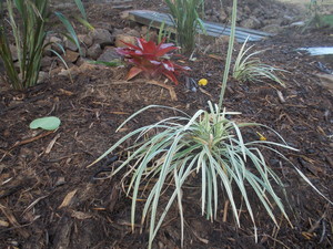 NQ Earthworx Pic 5 - Landscaping