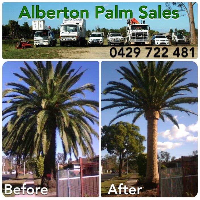 Alberton Palm Sales Pic 2 - These guys rock