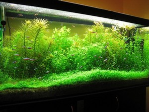 Just Aquatic Pic 5 - aquarium plants