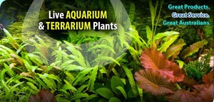 Just Aquatic Pic 3 - online aquarium store