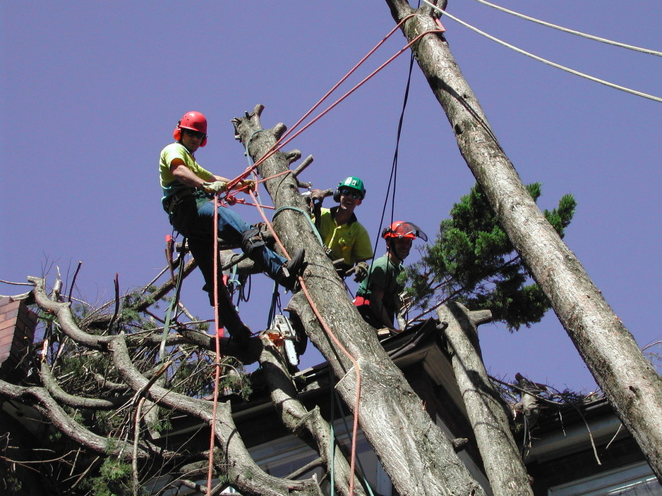 Abbott Trees Pic 1