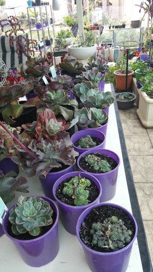 Succulents Perth Pic 3