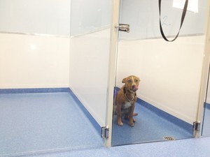 Penrith Veterinary Hospital Pic 3