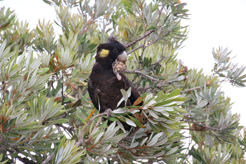 Wide Bay Native Landscapes Pic 1