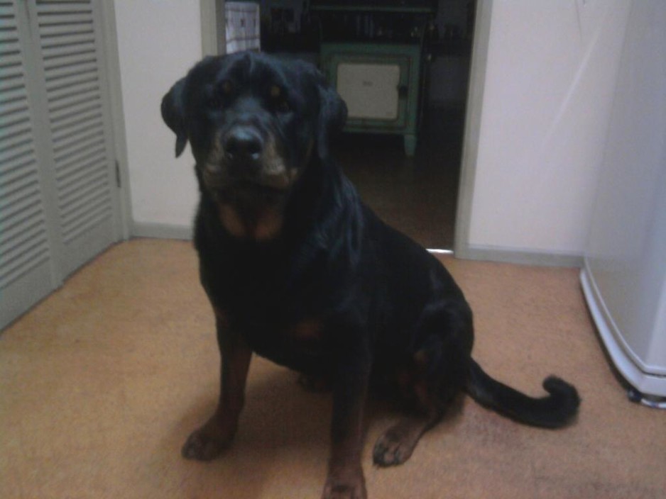 Western Port Pet Supplies Pic 1 - Noah Just turned 9 years old By Eramoo Double Digit Glenda thankyou for answering our call all those years ago for a Bos baby Noah has been the absolute example of a true Rottweiller Loves his family and protects if necessary We love him