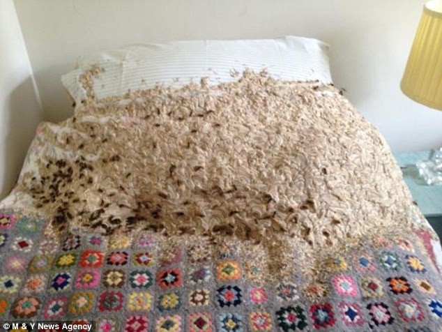 Essential Pest & Termite Control Pty Ltd Pic 1 - Wasp Nest found on a bed