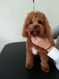 Woof To Wow Dog Grooming Pic 4